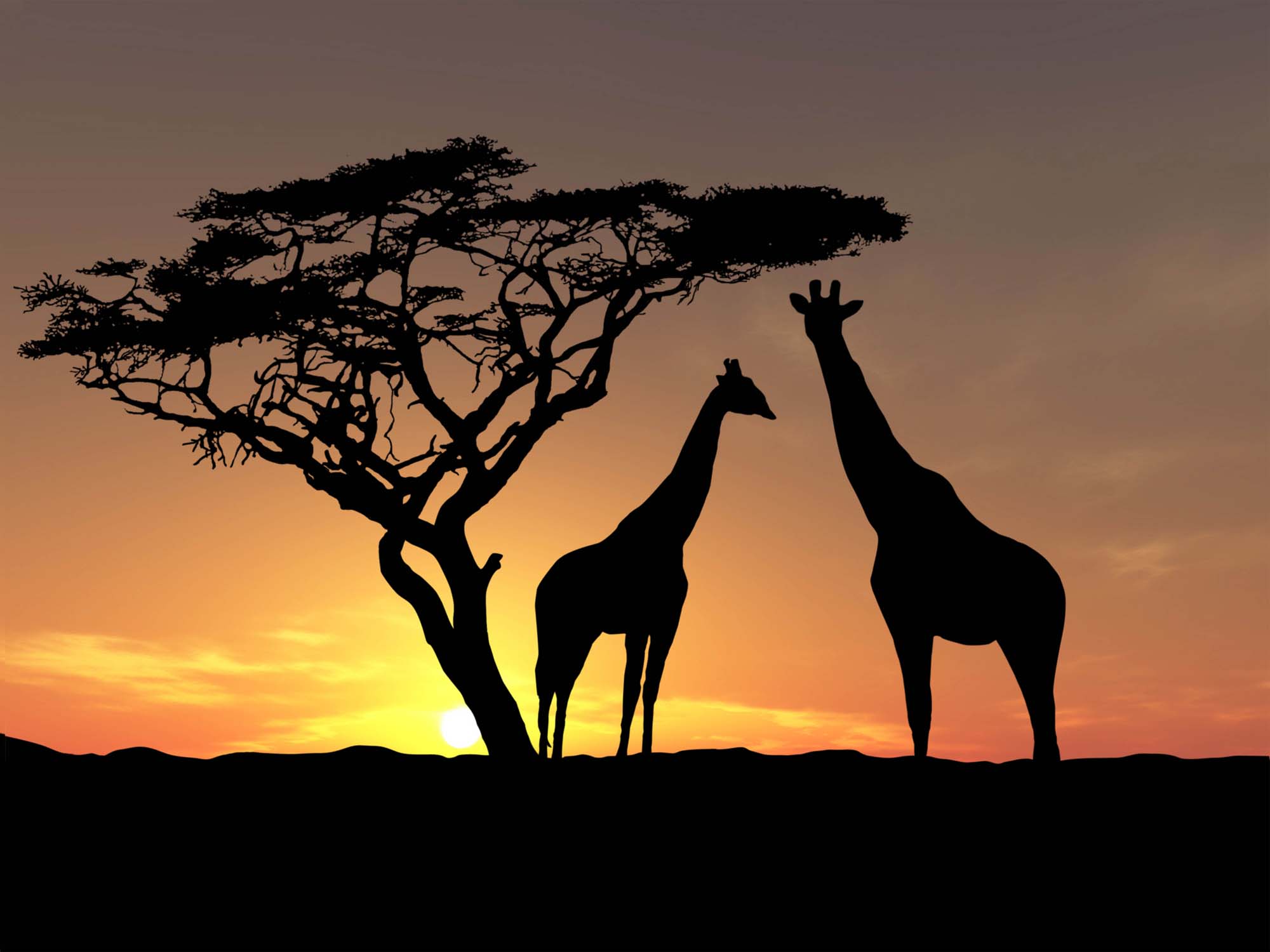 Африканских животных пейзажи.