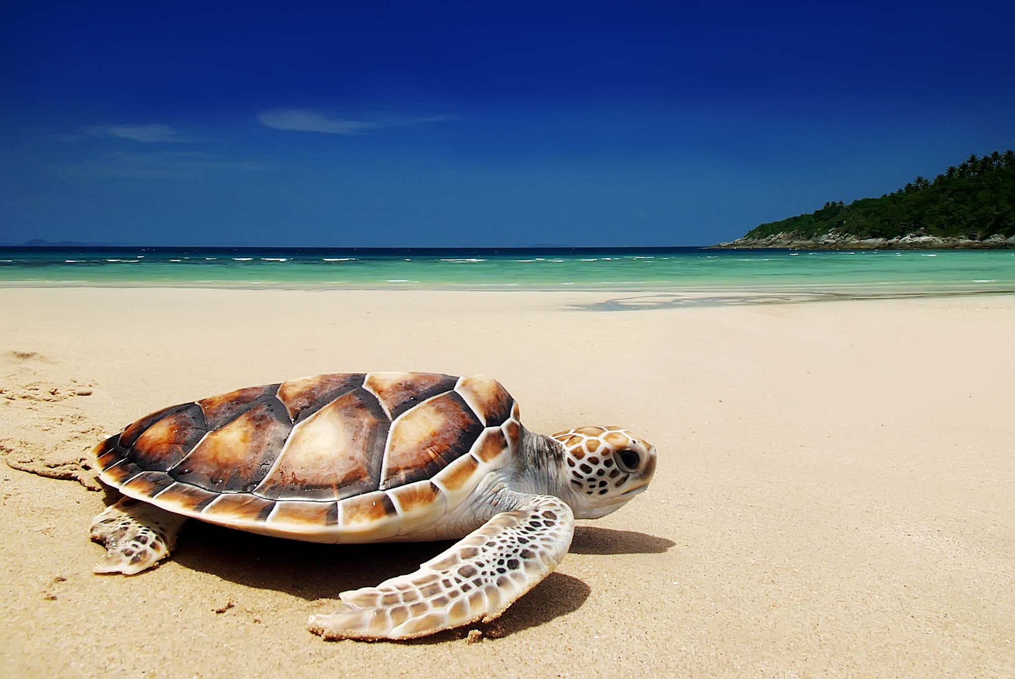 Морская черепаха Мальдивы